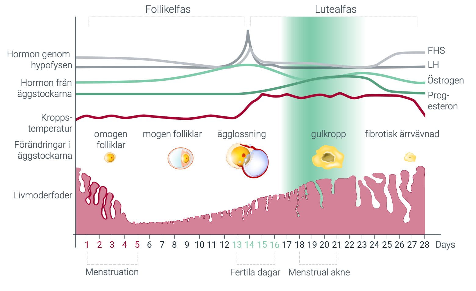 för mycket hormoner för mycket hormoner
